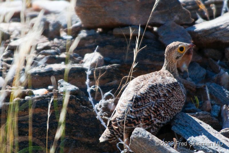 20090607_113343 D300 X1.jpg - Guinea Fowl, is a bird,  native to Africa and was seen in  Kunene Region of Namibia. They have no featherso n their head